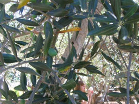 Olive tree at Copia