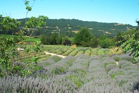 Matanzas Lavender Field