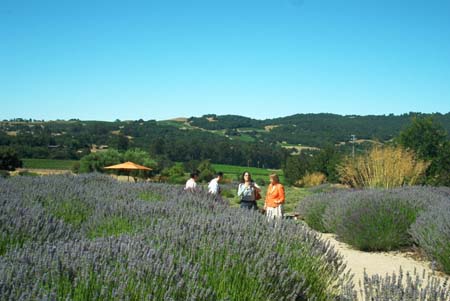 viewing the lavender