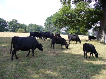 225568326_80b3ed3d04